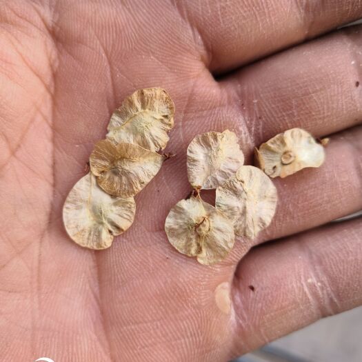 林州市 榆树种子，榆钱，白榆种子