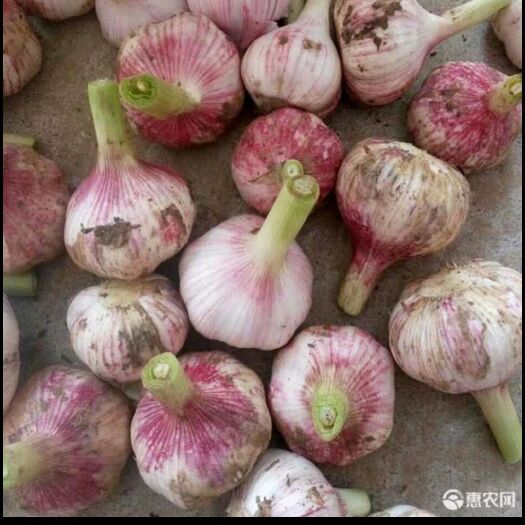 新沂市红皮蒜 2022鲜大蒜，蒜头红皮大蒜火热销售