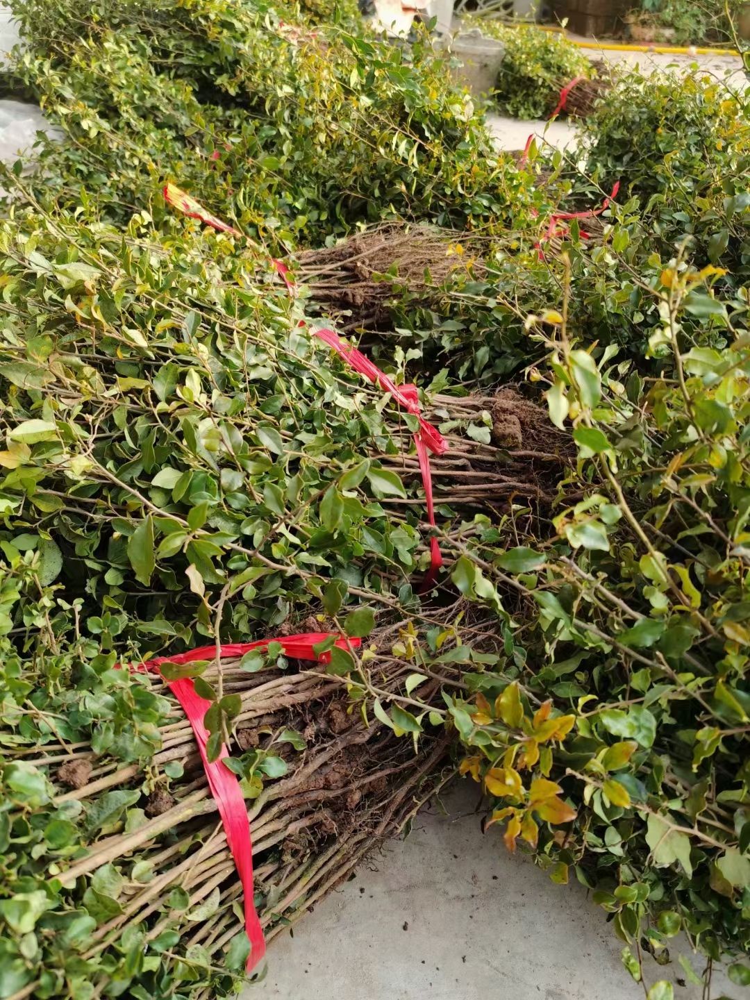  金弹子两年大苗