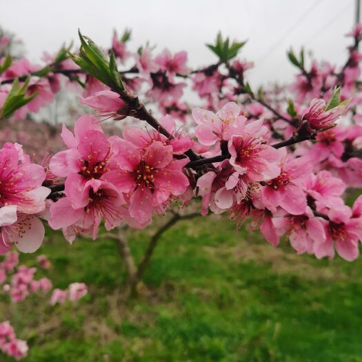 瓮安县苹果桃 毛桃，苹果挑，香，甜，脆