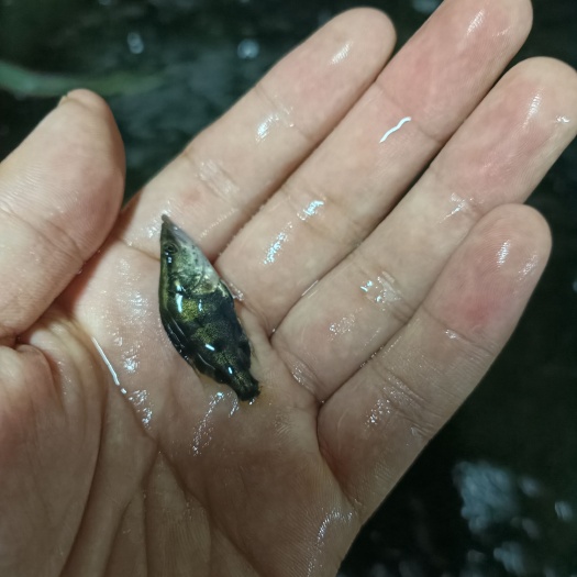 南宁 翘嘴鳜鱼苗 斑鳜鱼苗 桂花鱼苗 饲料鳜鱼苗