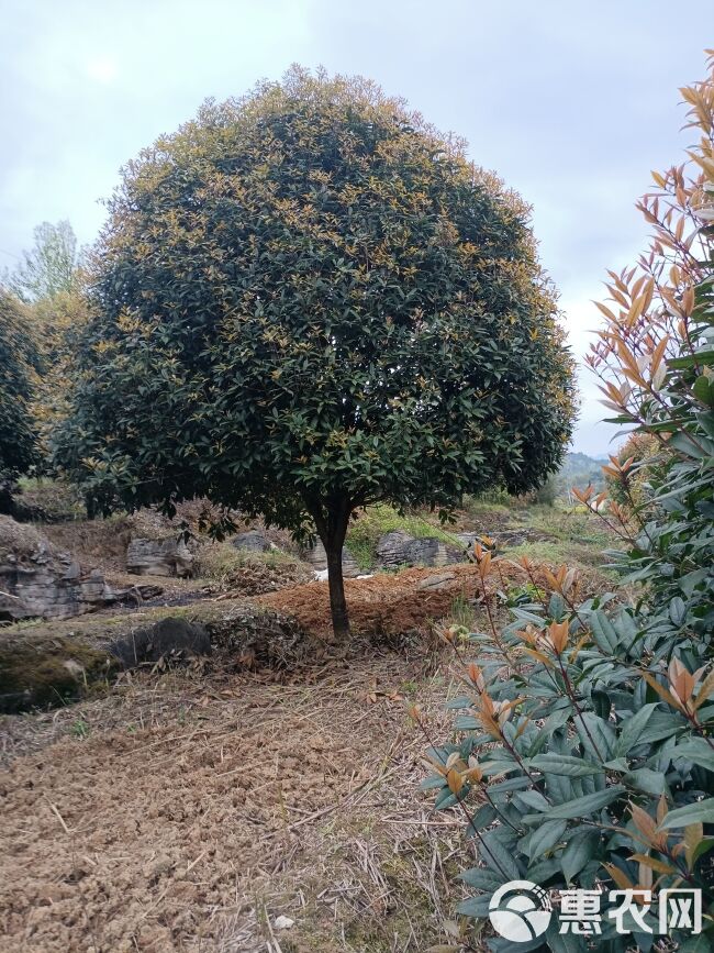 黄金桂花树 出售各种规格桂花树