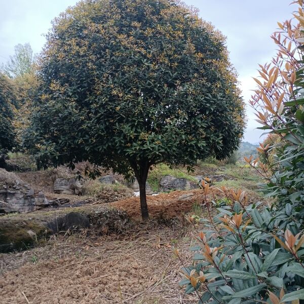 黄金桂花树 出售各种规格桂花树