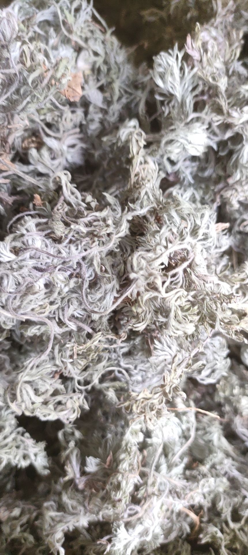 茵陈干货，二月小茵陈，人工手选干净无杂，保证质量