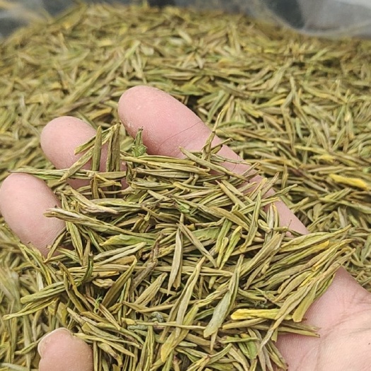 遂昌县黄金茶 黄金叶