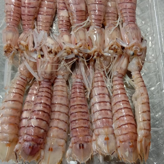 北海 活煮小号皮皮虾