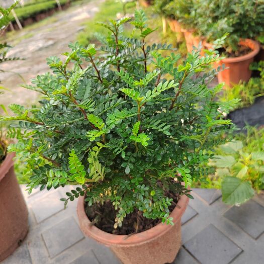 佛山【驱蚊虫】清香木盆栽室内花卉植物净化空气绿植提神胡椒木好养