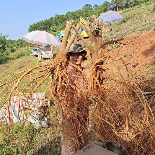 灵山县新鲜刚挖，带头五指毛桃根
