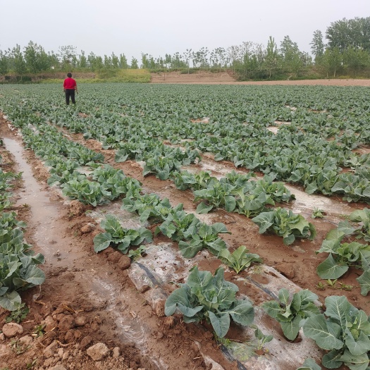 太康县青更有机松花菜价格电仪