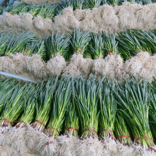 临洮县甘肃临洮红根蒜苗大量上市，货源充足，价格稳定，市场走货快！