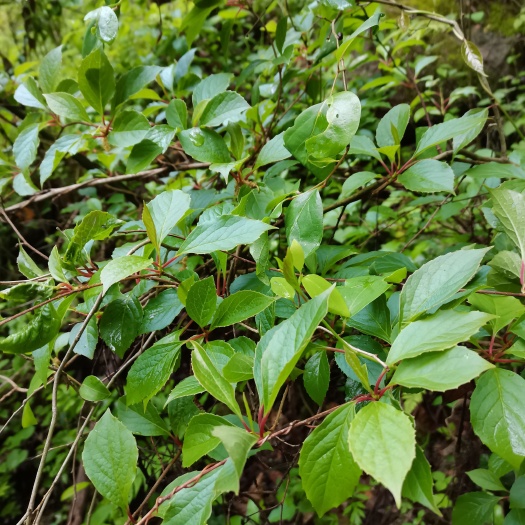 兴山县 五味子苗