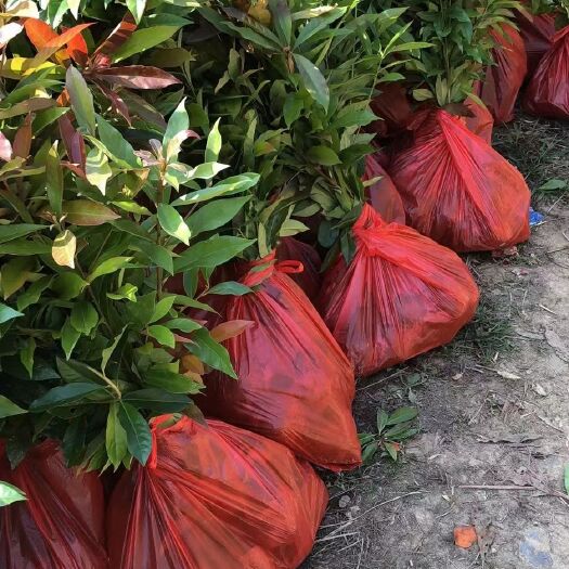 奉新县木荷苗价格、木荷杯苗、宜春木荷杯苗、大量上市