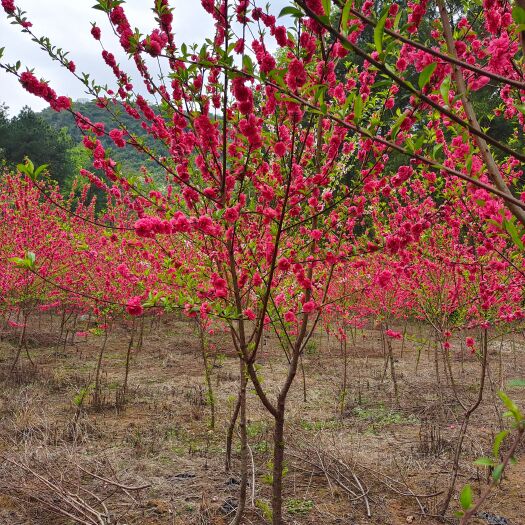 阳朔县绿叶碧桃 碧桃（桃花）