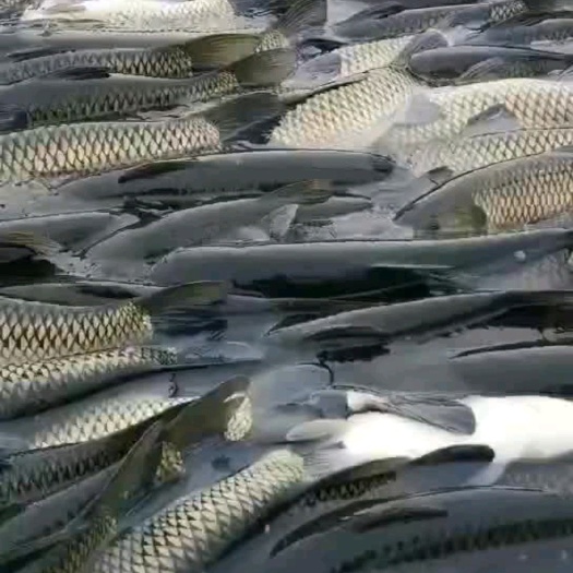 重庆市草鱼