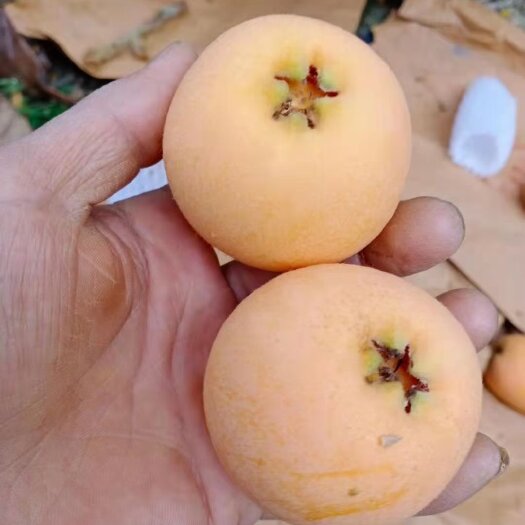 石棉县 大五星枇杷大量上市