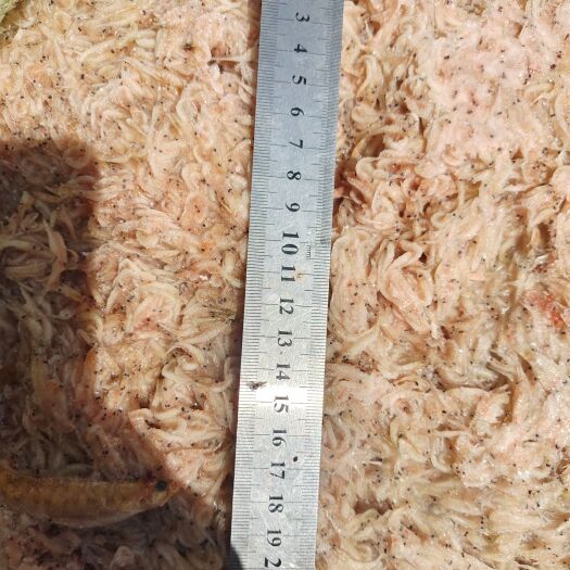 荣成市虾饲料  麻虾 眼子虾 太平洋磷虾 船冻和陆冻