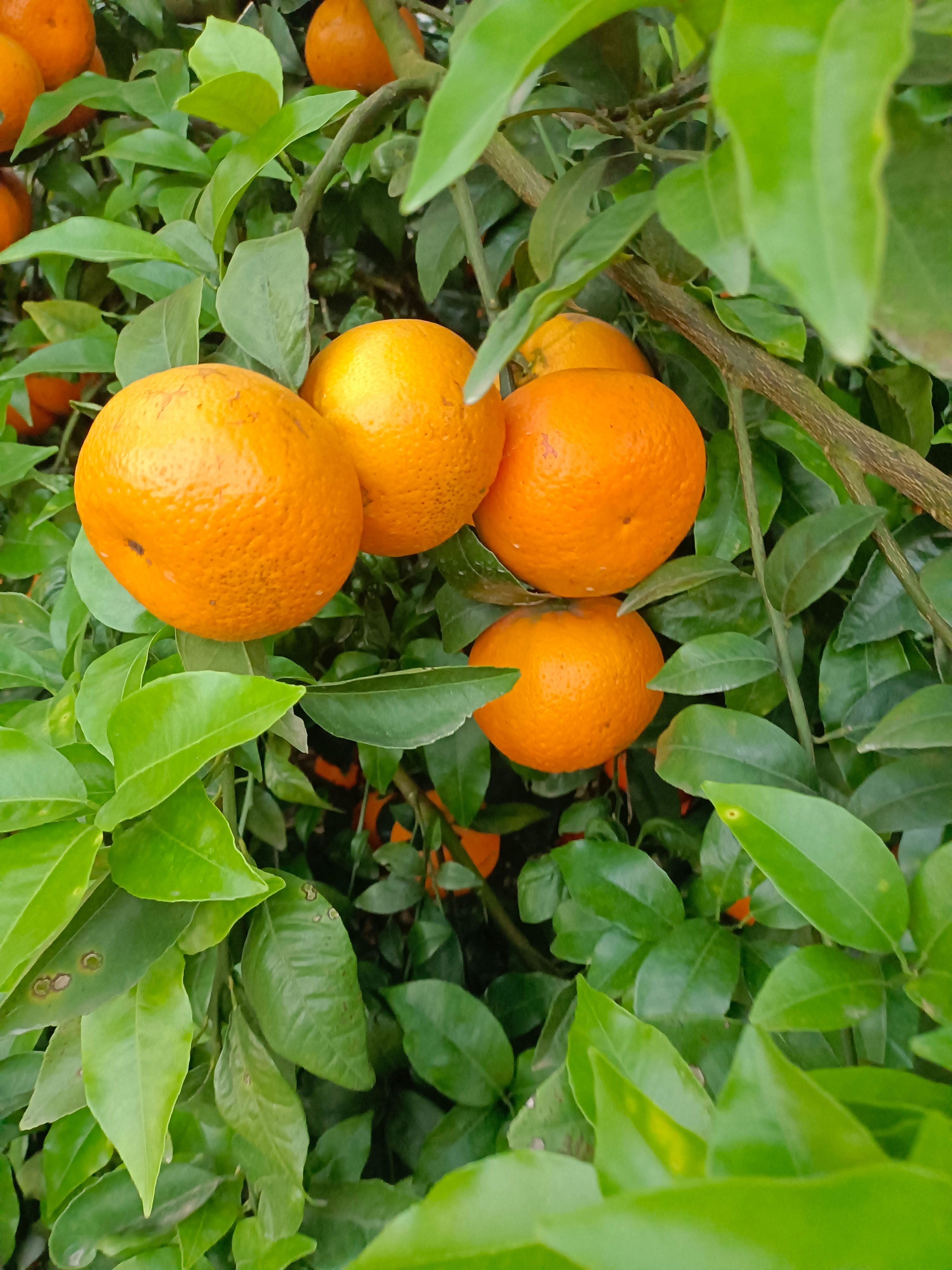  广西沃柑