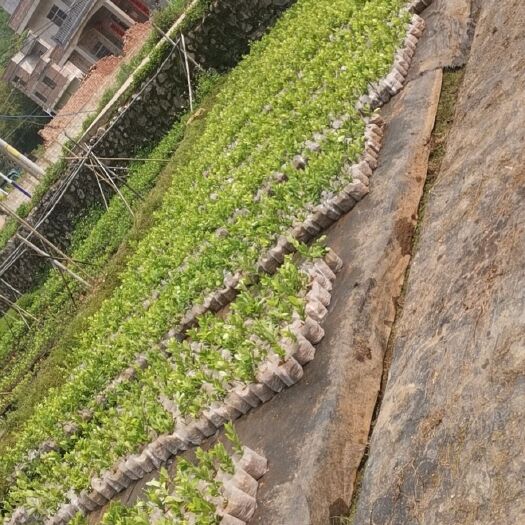 兴业县香水柠檬苗 广东四季无籽香水柠檬树苗，供应，大型基地