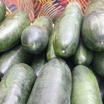 南宁 青黑皮冬瓜次瓜