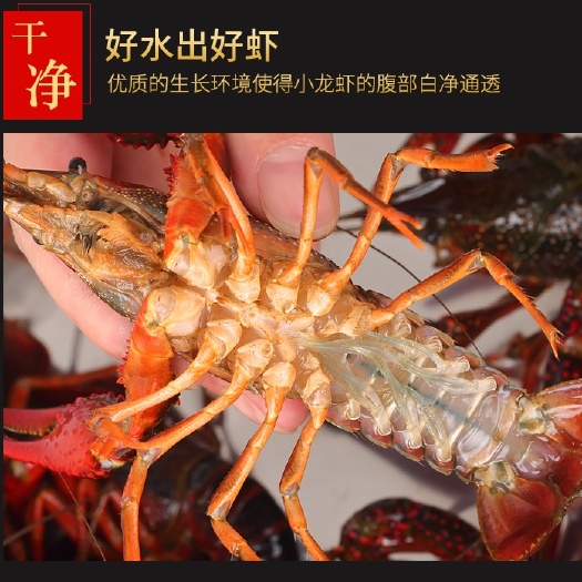 洪湖清水小龙虾