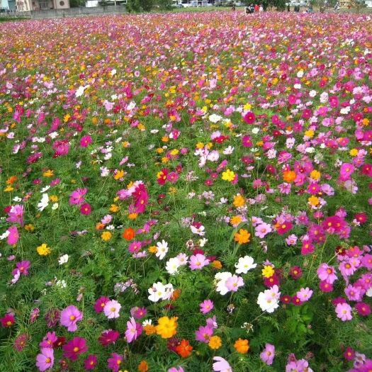 野花组合种子 野花组合，花卉组合，一年四季开花见土就活