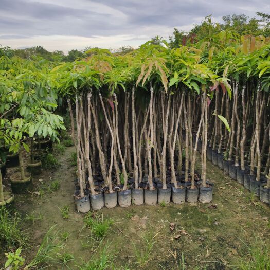 普宁市芒果苗 大量供应芒果苗 地径1-5分  米径4-10分芒果
