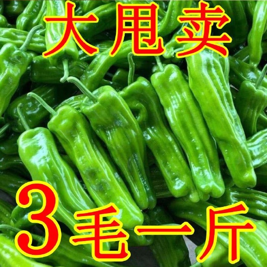 宿州薄皮椒  青辣椒薄皮青椒丨青椒丨丨辣椒丨量大从优丨质优价美丨
