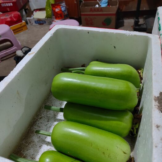 阜阳瓠瓜 新鲜