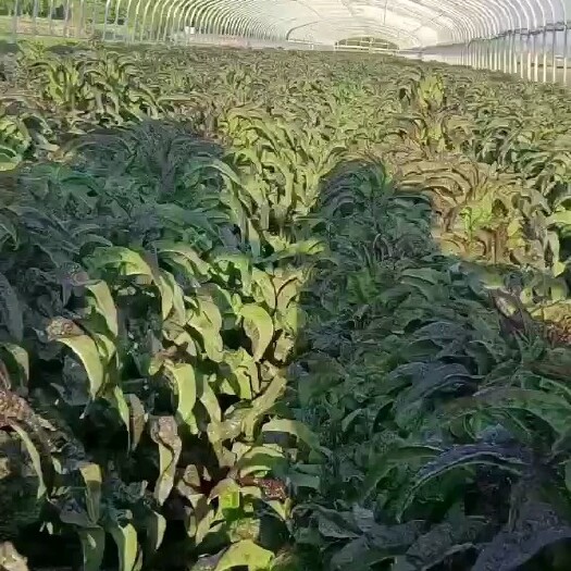 兰州红叶莴笋 兰州莴笋上市了，有想法的来电咨询