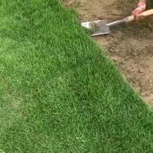 钟山县马尼拉草皮 马尼拉