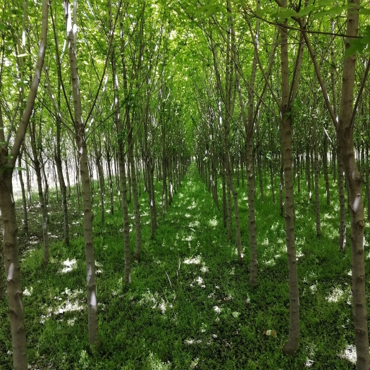 蓝田县 美国红枫，米