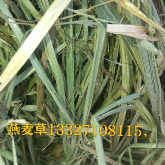 鄂温克旗饲料燕麦草 全绿燕麦草，水分14内，