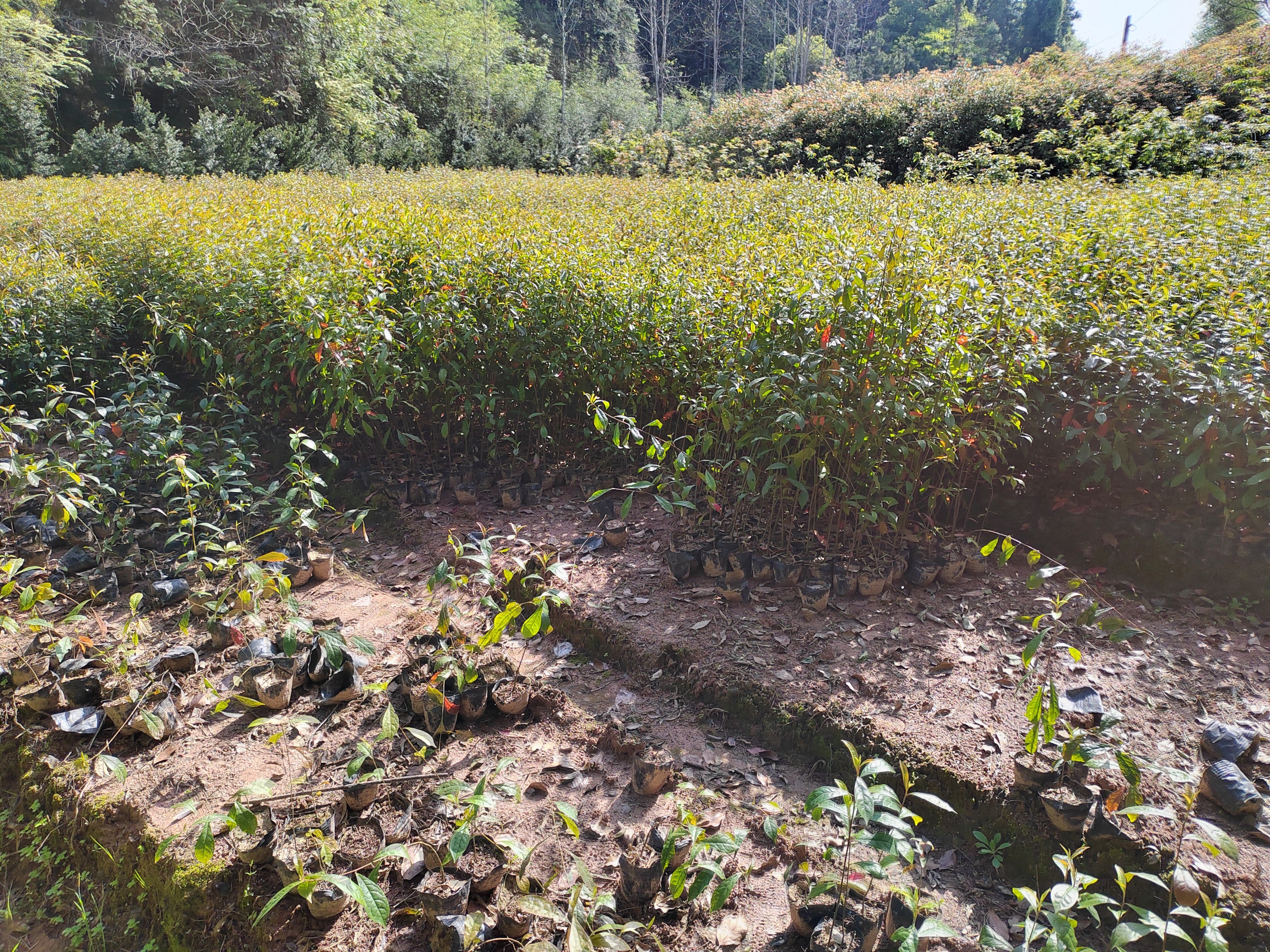 江西杜英苗小苗 杜英树苗 杯苗 山杜英杯苗价格