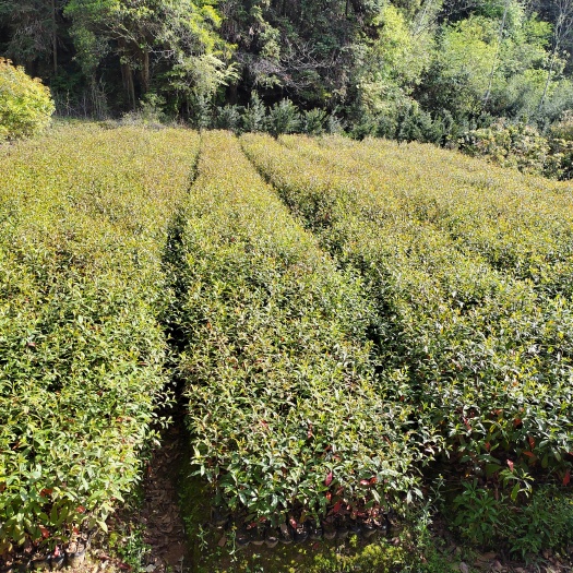 奉新县杜英苗 杜英杯苗 山杜英袋苗 造林苗木 杜英产地价格
