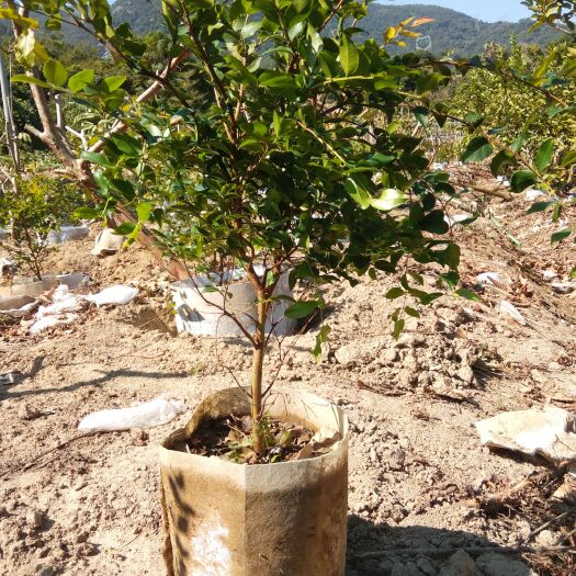 漳州沙巴嘉宝果苗、树葡萄苗、嘉宝果实生苗、嘉宝果盆栽树苗