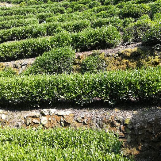 信阳2022年信阳毛尖 茶叶 绿茶 毛尖茶 产地直销 品质保证