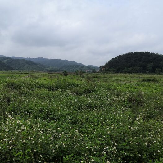 德庆县 水田出租