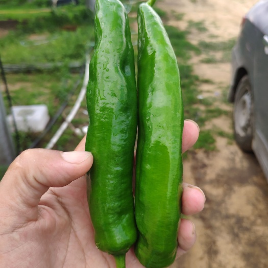 阳春市 蚯蚓粪种植牛角椒