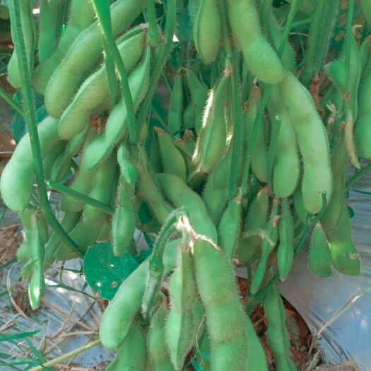 昌宁县毛豆荚 云南高山毛豆 青荚