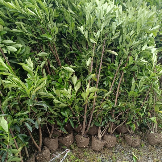 宁波青珊瑚