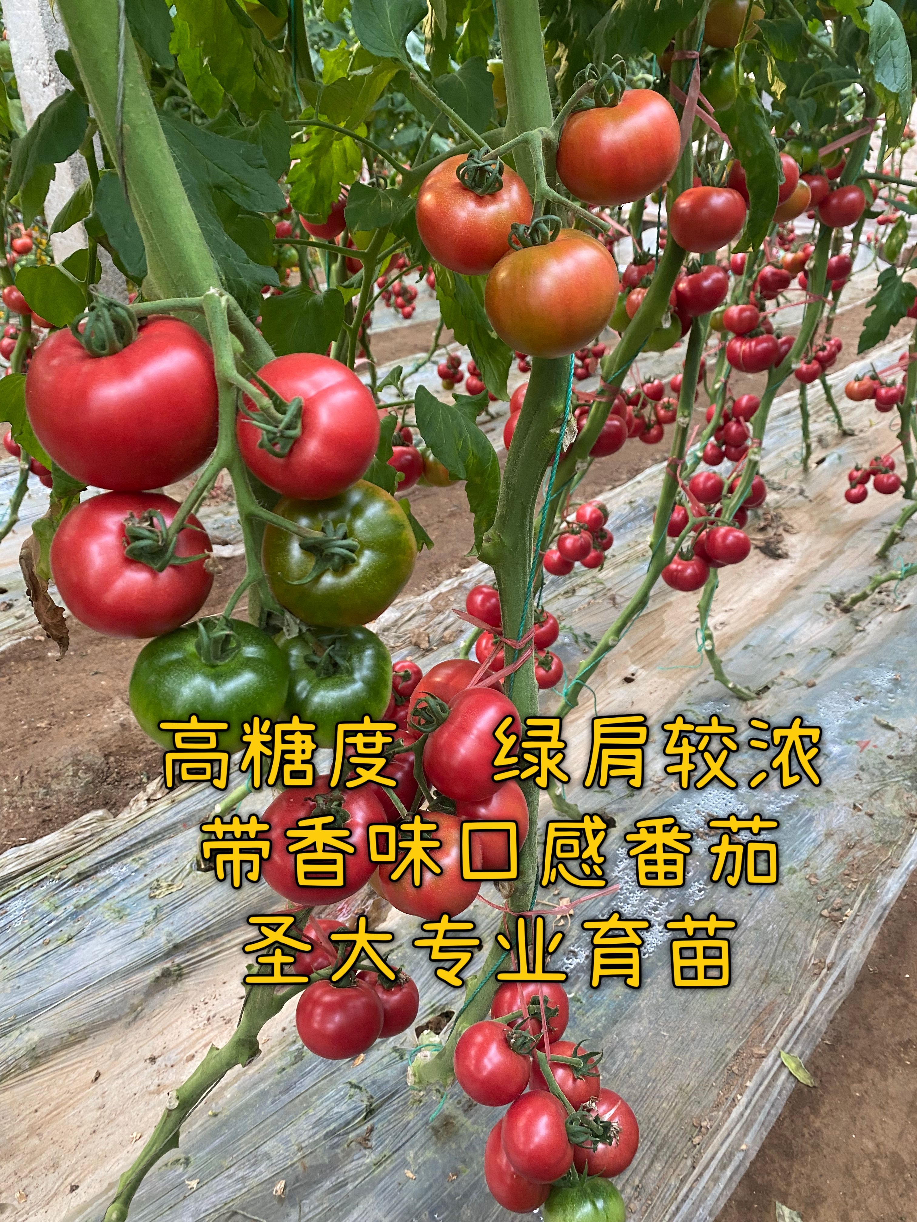 西红柿苗  绿肩草莓番茄苗—草莓红颜西红柿种苗  穴盘育苗