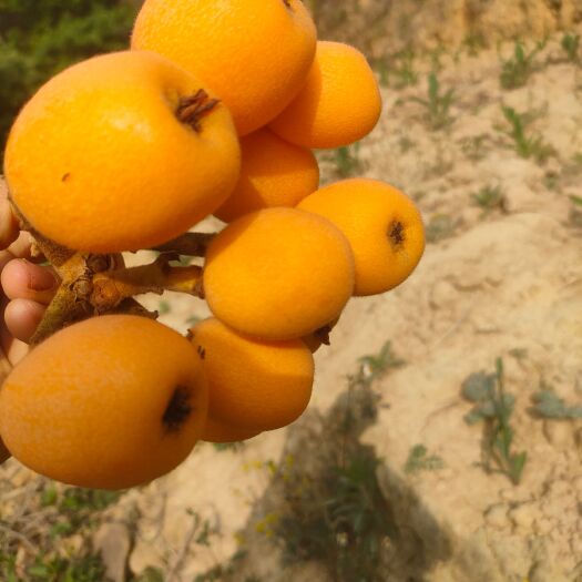 隆林县 枇杷