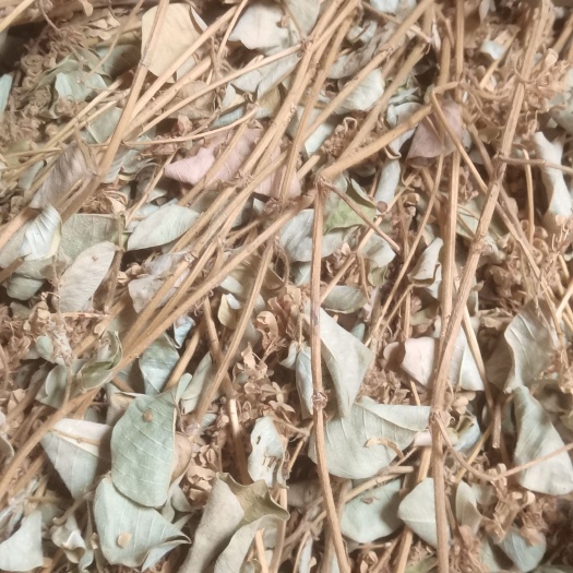 玉林广西 金钱草