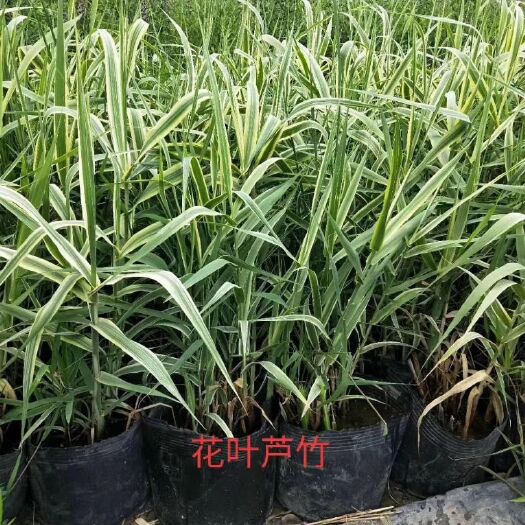 安新县花叶芦竹