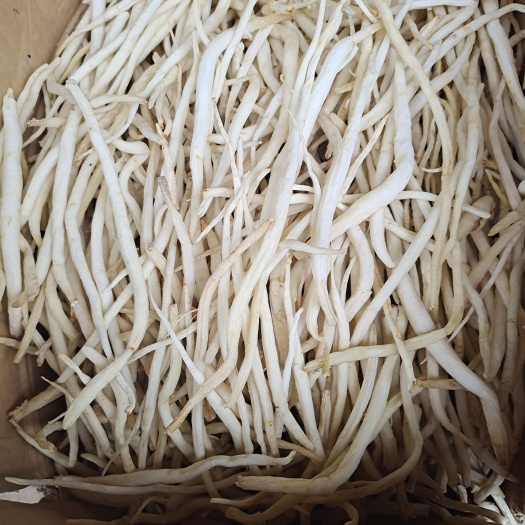 苍溪县川明参，沙参，南沙参，北沙参，