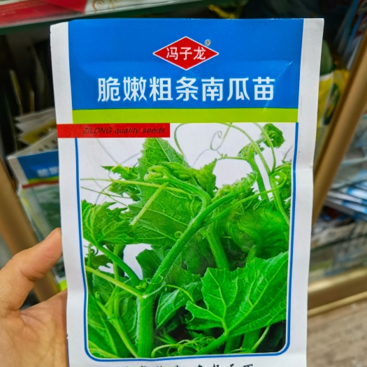 南瓜种子种籽苗专吃茎嫩叶藤青菜盆栽南瓜尖特色蔬菜吃苗孑叶