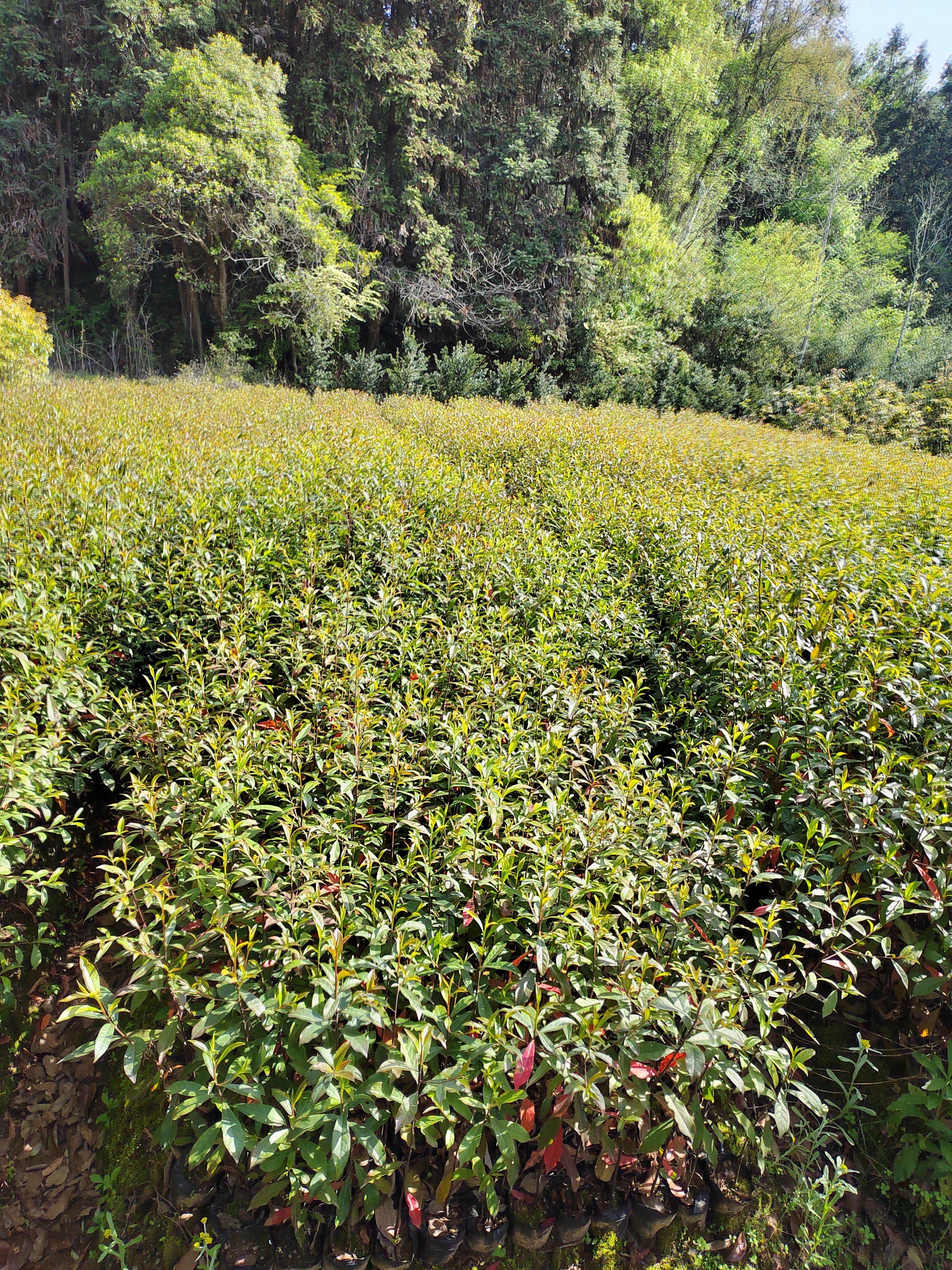 江西杜英苗小苗 杜英树苗 杯苗 山杜英杯苗价格