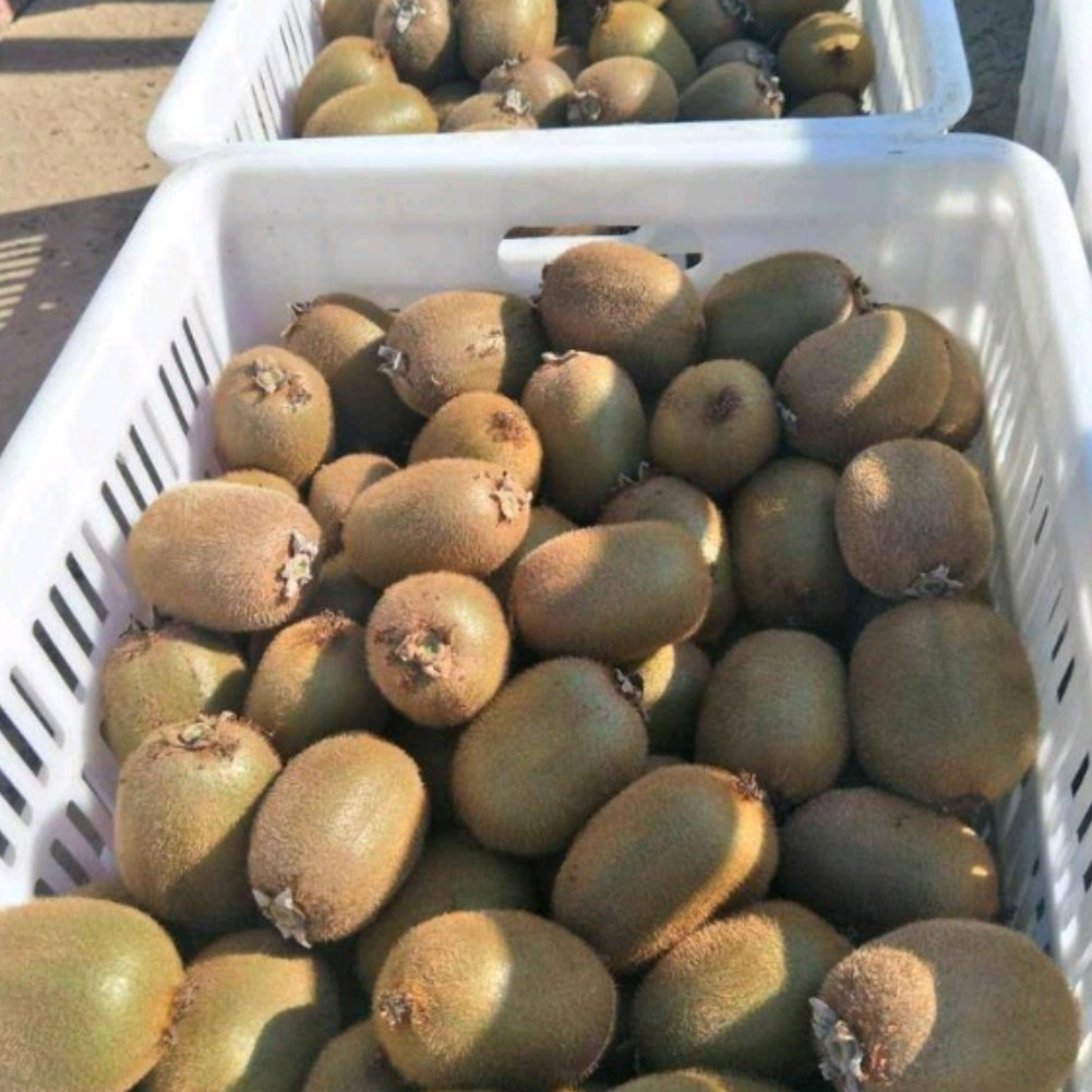 周至猕猴桃品种多，价格实惠