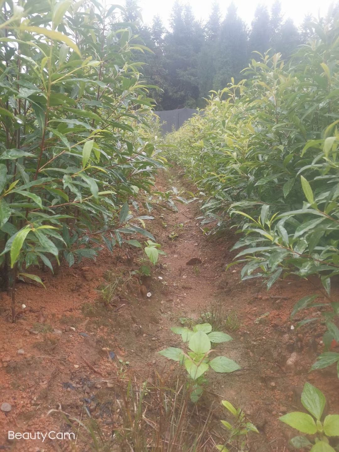 江西杜英苗小苗 杜英树苗 杯苗 山杜英杯苗价格