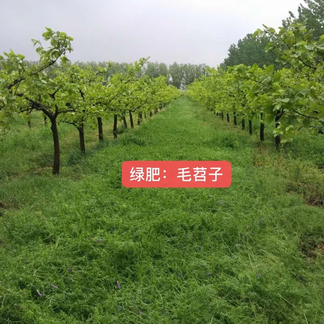 沭阳县苕子种子  光叶紫花苕种子箭舌豌豆种子牧草种子耐寒蜜源
